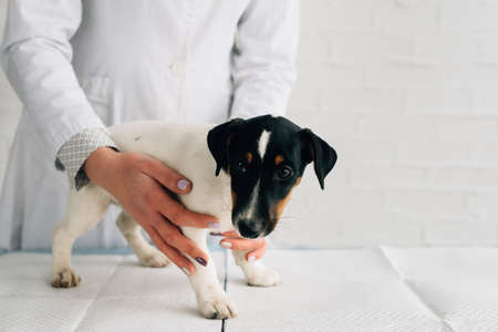 Close-up puppy Jack Russell Terrier. Clinic for animals, scheduled examination of a dog by a doctorの写真素材
