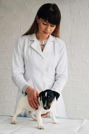 Veterinar Examining Dog In Clinicの写真素材
