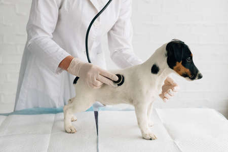 Vet. Shot of a young veterinarian doctor using stethoscope listening to the heartbeat of a jack russel terrier canine at the vet clinic pet dog canine heart healthcare vet clinicの写真素材