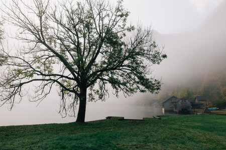 Thick, eerie fog creeping over pine trees with towering hazy mountains across the emerald water...