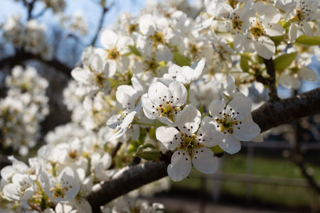 flowering branch pear, spring and warm season. Tree branch covered with flowers