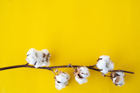 Five cotton flowers on a branch on a bright orange-yellow background. Free space for text.の写真素材