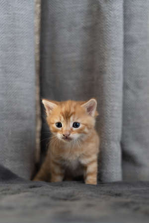 one kitten sits at home on the floor and looks away. Red color shorthair animal. Place for textの写真素材