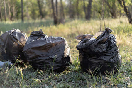 picking up plastic in a trash bin at the park, concept of volunteers. three plastic bags with waste lie on the grassの写真素材