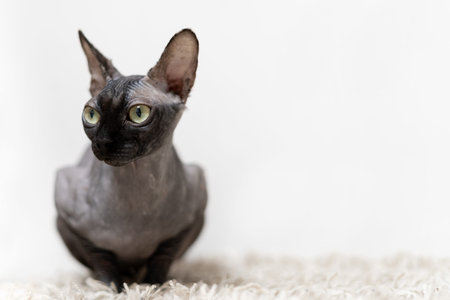 Sphinx cat sitting on a gray fur blanket and looking at the camera. Place for text