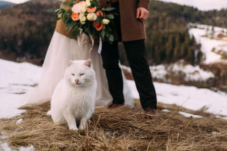 A close-up photo of a white cat, newlyweds are standing behind him. cat on the background of a wedding couple.の写真素材