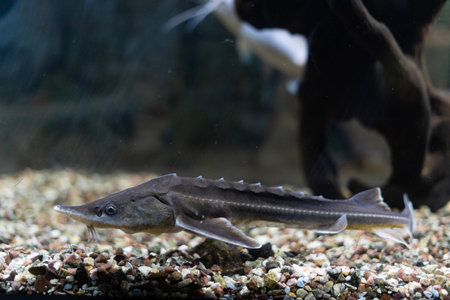 A underwater photo of a Russian sturgeon. The fish swims in the aquarium near the day of stones and pebbles.の写真素材