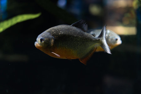 The Amazon is a predatory piranha fish among the algae. A flock of angry hungry fish swims.
