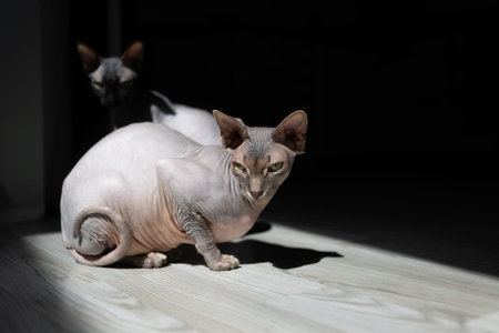 A beautiful sphinx cat of beige color sits on a light table, black background. Two sphinx cats, one...