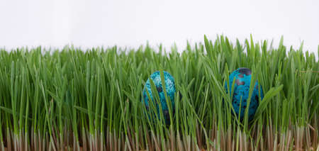 Easter Egg Hunt. Easter. Looking for Easter eggs in the grass. two colored Easter eggs lie in the spring grass. Spring holidayの写真素材