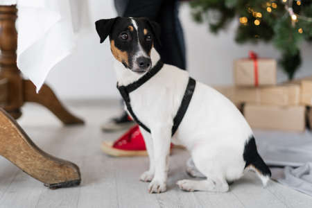 Dog jack russell terrier black and white sits on the floor in the living room for Christmas near the legs of the table.の写真素材