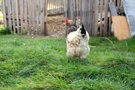 White plumage chicken walking near wooden fence, rural homemade egg and meat production, organic meat.の写真素材