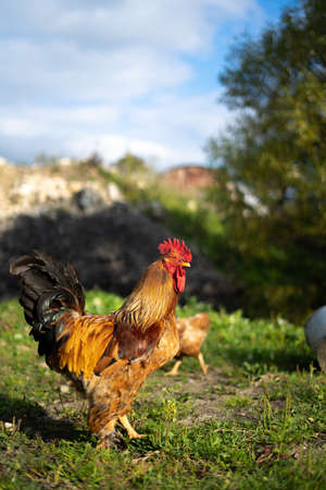 chicken farm red rooster close-up on nature, production of poultry meat in the village, poultry farm.の写真素材