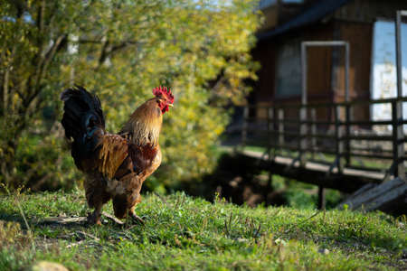 Adult brown rooster grazing on a farm near the house, chicken production in the village, poultryの写真素材