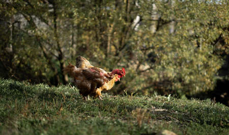 Chickens on the farm grazing in the meadow. Organic farming, return of nature concept, beautiful chicken in a green rustic yard. Poultryの写真素材