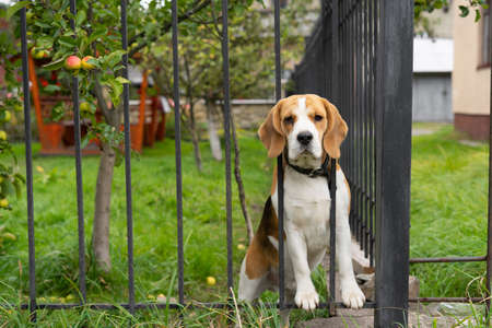 A beagle dog barks behind a forged metal fence sitting on the grass.の写真素材