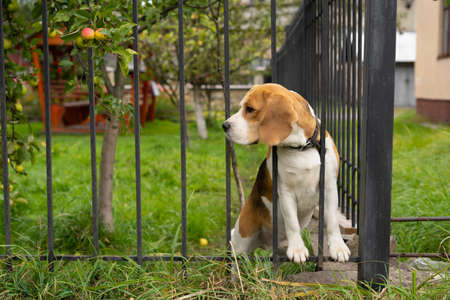 A beagle dog barks behind a forged metal fence sitting on the grass.の写真素材