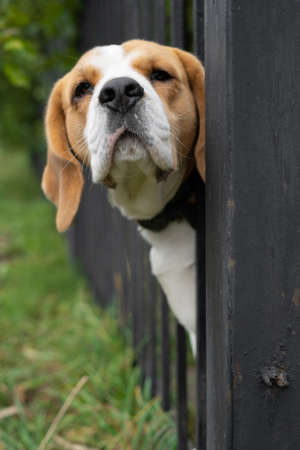 portrait of a dog beagle breed peeking through a forged metal fence.の写真素材