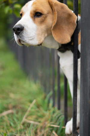 portrait of a dog beagle breed peeking through a forged metal fence.の写真素材