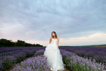 Woman in a field of lavender flowers at sunset or sunrise in a white dress. France, Provence.の写真素材