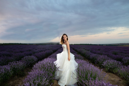 lovely bride on a lavender field in a white wedding dress among flowers. Wedding day among the flowering bushes of lavender in summer at sunrise.の写真素材