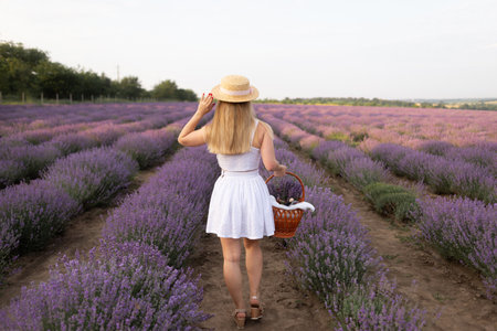 Woman in white dress and white hat on lavender fields, lady walking through lavender fields at sunset, lady with basket from behind.の写真素材
