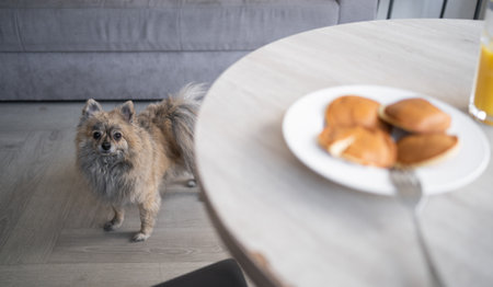 Dog on a diet. spitz is standing on the floor looking at the food on the table. The dog wants food. petsの写真素材