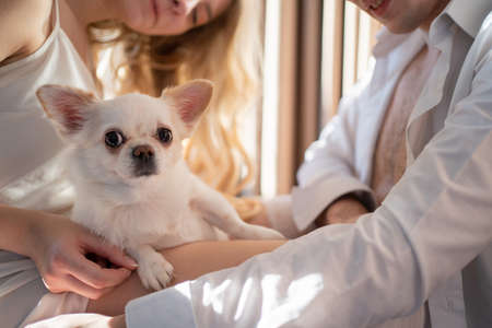 close-up portrait of a chihuahua dog sitting in the arms of their owners. Favorite pet.の写真素材