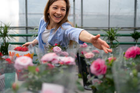 A beautiful woman chooses indoor plants in a greenhouse or garden center and takes her hand to a blooming rose in a pot. The concept of gardening, planting and shopping.の写真素材