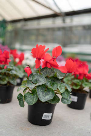 Cyclamen winter flowers in a greenhouse close-up. plant in a pot close-up. copy spaceの写真素材