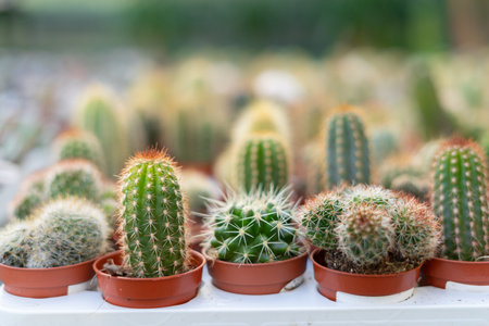Close-up of desert plants cacti variety. Beautiful flowers in the greenhouse. Small decorative cacti.の写真素材