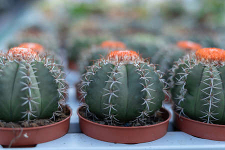 Garden department in a retail hypermarket - cacti, succulent and potted plants for sale. The concept of gardening, planting and shopping. copyspace.の写真素材