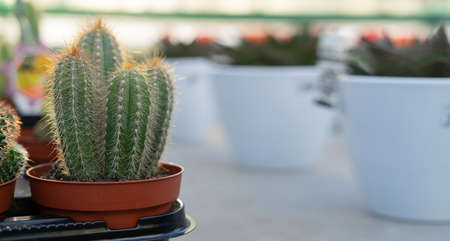 close-up of a houseplant in a pot cactus on the counter in a supermarket or garden center. Banner. copyspace.の写真素材