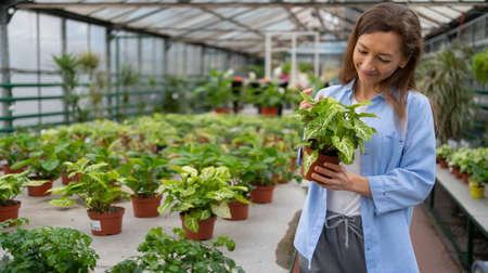 a beautiful woman in casual clothes chooses a houseplant for home in a flower shop.Holds a flower in a pot in her hands. The concept of gardening, planting and shopping.の写真素材