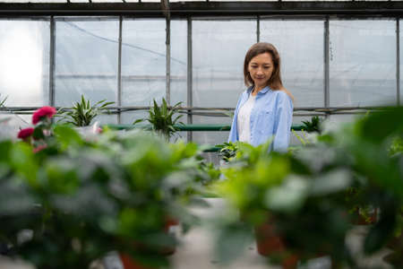 beautiful woman in casual clothes chooses a houseplant for home in a flower shop.stands and decides with a choice. The concept of gardening, planting and shopping.の写真素材