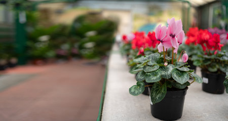Cyclamen winter flowers in a greenhouse close-up. plant in a pot close-up. copy spaceの写真素材