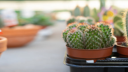 Garden department in a retail hypermarket - cacti, succulent and potted plants for sale. The concept of gardening, planting and shopping. copyspace.の写真素材