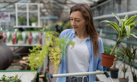 concept of gardening, planting and shopping. woman chooses indoor plants and pots in a greenhouse or garden center. lady buys flowers in a shop in a mall Chooses between dracaena and asparagus.の写真素材