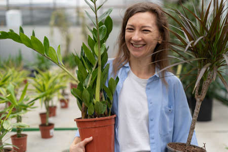 woman buys flowers from a sun-drenched garden shop. buys ornamental plants at a flower greenhouse market, holding two dracaena and zamiokulkas flowers in her hands. Home and garden concept.の写真素材