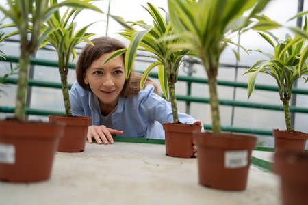a young woman is shopping in a flower shop and choosing houseplants. selects a dracaena on a shelf in the greenhouse.の写真素材
