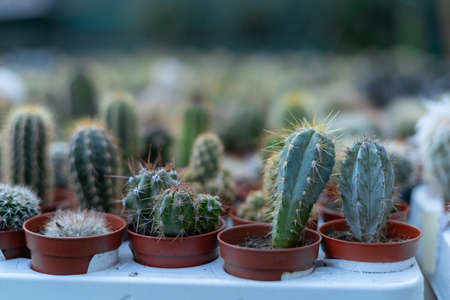 Garden department in a retail hypermarket - cacti, succulent and potted plants for sale. The concept of gardening, planting and shopping.の写真素材