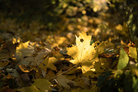 Beautiful autumn landscape with yellow maple leaves and sun. Colorful foliage in the park. Falling leaves natural background. copyspace.の写真素材
