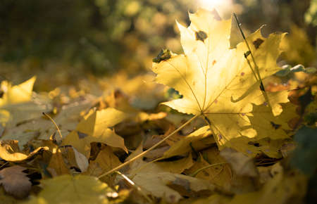 Beautiful autumn landscape with yellow maple leaves and sun. Colorful foliage in the park. Falling leaves natural background.の写真素材