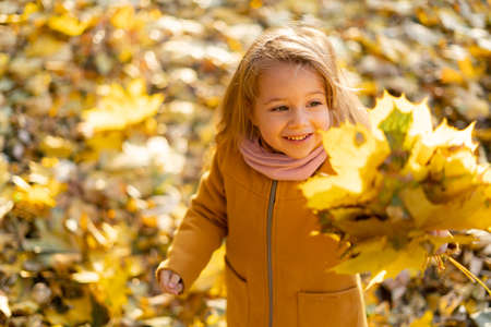 Child in the autumn park. A little girl in a coat collects a bouquet of autumn golden leaves. Children play outdoors while hiking in the forest. under a maple tree on a sunny October day.の写真素材