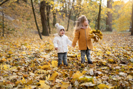 two girls sisters of preschool age walk on yellow maple fallen leaves in forest. Children on walk in autumn park collect a bouquet. enjoying autumn cool weather outdoors at sunset.の写真素材