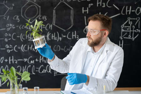 A male scientist in a chemical or biological laboratory conducts experiments with test tubes on growing a plant without soil, analyzing plants in a labの写真素材