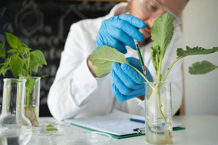 Male microbiologist looking at a healthy green plant in a sample flask. Medical scientist working in a food science laboratory, sample plant growing in test tube, biotechnology researchの写真素材