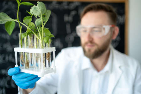 Handsome male microbiologist looking at a green plant in a test tube. Laboratory biologist conducts experiments. Medical scientist working in a science laboratoryの写真素材