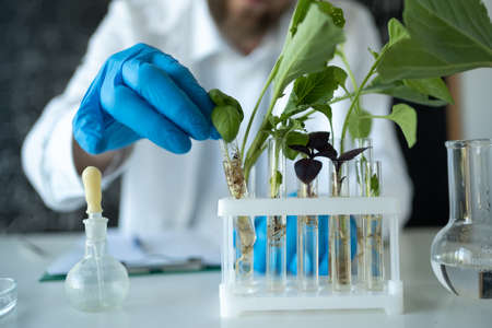 Close up of unrecognizable scientist working with test tubes and plant samples while doing experiments in biotechnology labの写真素材