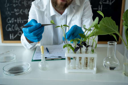Male biochemist working in the lab on plants. Biotechnologist is researching leaves with tweezers. Biologist workplace. GMOの写真素材